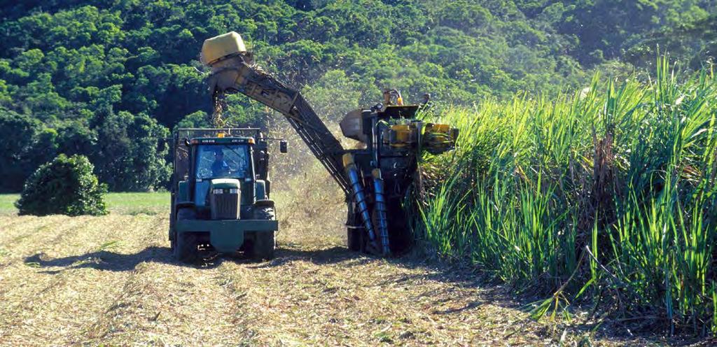 Sugar Cane Harvesting Continued 2.