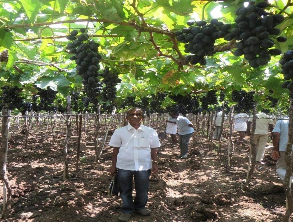 Pune, Maharashtra Exposure of Tamil Nadu grape growers to