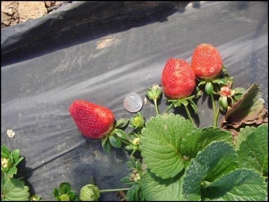 Proven Southern Strawberry