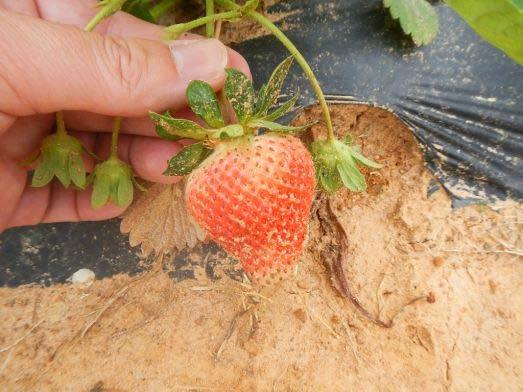 Other Strawberry Cultivars to Consider o Cardinal o Earliglow o Ventana o