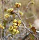 The leaves are fragrant three-loed leaflets. The yellowish-white flowers grow in small, dense clusters.