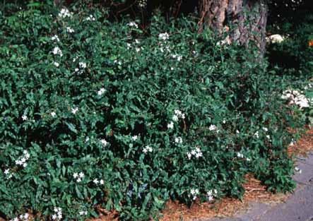 Southwest. In warmer climates, it is evergreen. The leaves are oval, dark green, and narrow. Flowers are right white and appear sporadically across the plant ut never in aundance.