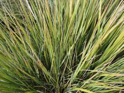 The small size makes this grass ideal for containers. It s not prone to any serious insect or disease prolems.