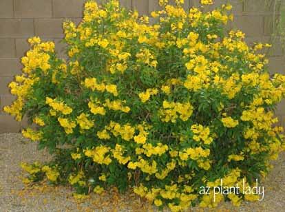 Reserved for future use. 20 Yellow Bells Tecoma stans var.