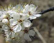 Blooming Season: Spring Flower Color: White 22 Low The Mexican Plum is a single trunked tree that is native to North America.