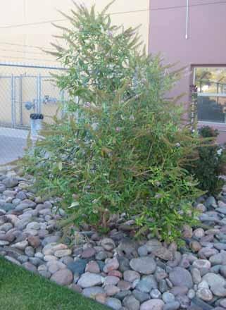 23 Smoketree or Smokeush Cotinus coggygria Type: shru, deciduous Mature Size: 10-15 h x 10-15 w Blooming Season: