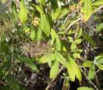 Those with sensitive skin can get dermatitis from skin contact with the Smoketree.