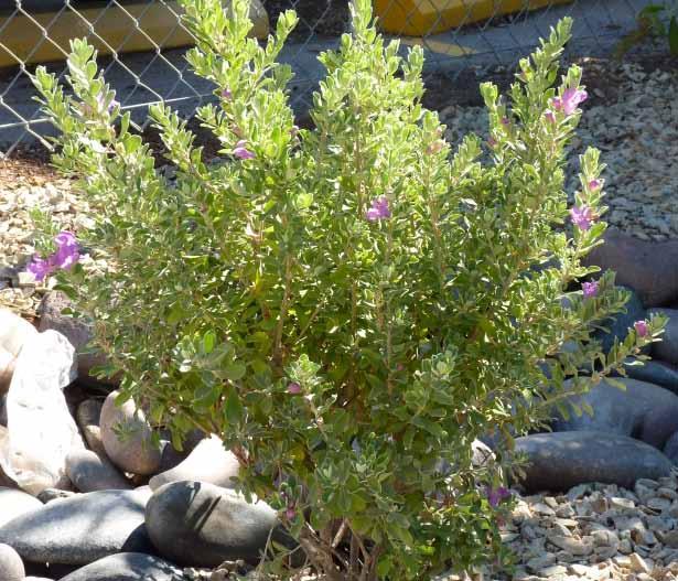 Hardy Yellow Ice Plant Malephora lutea Type: Succulent groundcover Mature Size: 1 h x 4-6 w Blooming Season: Spring-Fall Flower Color: Yellow, pink, orange, purple, white 25 Low Plus Ice Plant refers