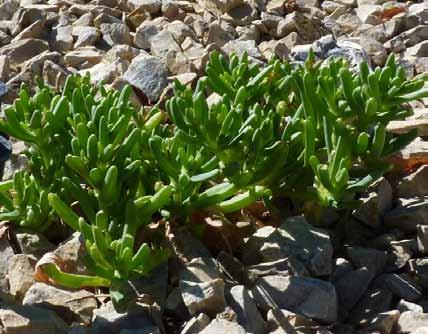 Malephora lutea has a yellow flower, ut you can find Ice Plant in a variety of colors including pink, white, purple, and orange.