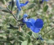 Flower Color: Blue 31 Low Plus Mexican Blue Sage is a perennial that is native to Mexico.