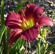 The scientific name is hemerocallis, which in Greek means eautiful for a day. Each Daylily flower only looms for one day.