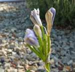 White, pale lilac 35 Partial Shade Medium Mondo grass, also known as Monkey grass, is a small perennial of Japanese origin, a memer of the lily family.