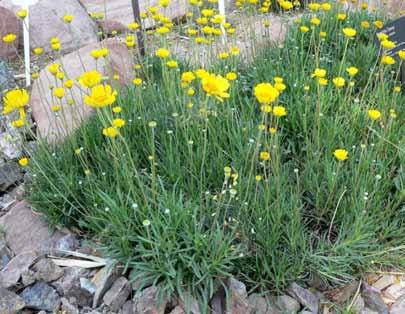 Angelita Daisy is native to the North American plains from Canada to Texas. It forms small dense clumps with long grass-like leaves.