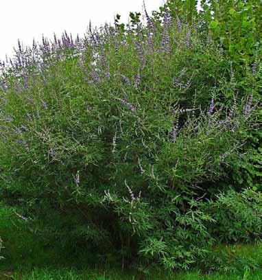 The Vitex is drought tolerant and doesn t have any serious insect or disease prolems. Only leaf spots and root rot cause occasional prolems.