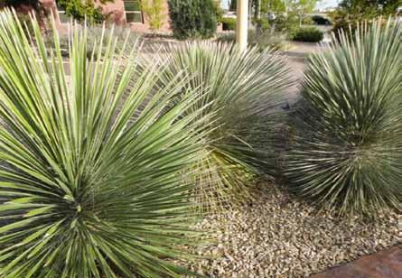 46 Soap Tree Yucca Yucca elata Type: Evergreen, heraceous Mature Size: 6-20 h x 12 w Blooming Season: Spring Flower Color: White