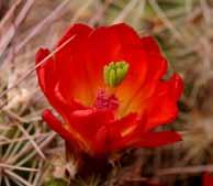 It produces hot pink flowers in spring, though on occasion it has een seen with white flowers at Big Bend National Park in Texas. Like most cactus, it prefers full sun and well-drained soil.