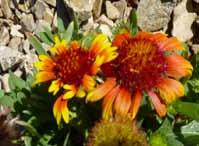 Color: Red-yellow comination Full Sun Medium Arizona Sun is an award-winning cultivar of the native Blanket Flower.