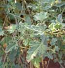 It may ecome weedy and require regular maintenance to prevent it from disrupting surrounding garden areas.