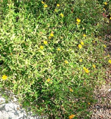 If planted in partial shade, it will grow lankier and spread to form a mounding groundcover. Wedelia is long-lived and very tolerant to cold, heat, and drought, ut it is not invasive.