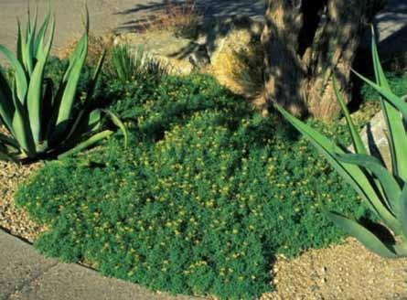 It prefers well-drained soil, is drought resistant, and very low maintenance.