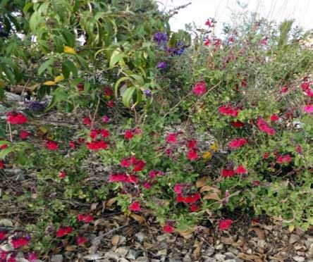 71 Mexican Bush Sage Salvia leucantha Type: Heraceous, perennial Mature Size: 2-3 h x 1-3 w Blooming Season: Summer to Frost
