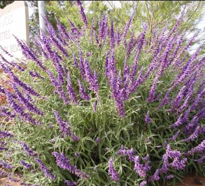 But its most noteworthy characteristic is the icolor flowers (white and purple) that loom in long, terminal spikes.