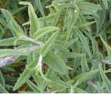 Mexican Bush Sage does not have any serious insect or disease prolems.