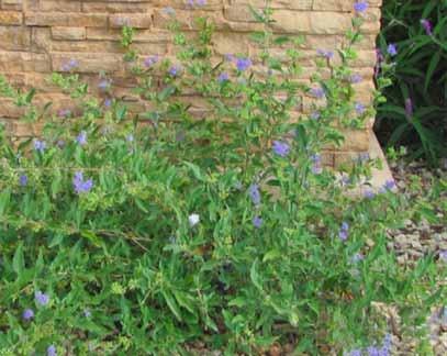 Blue Mist Spirea Caryopteris x clandonensis Type: Shru, deciduous Mature Size: 1-3 w x 3-6 w Blooming Season: Summer Flower