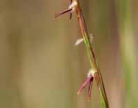 17 Little Bluestem Grass Schizachyrium scoparium Type: Ornamental grass Mature Size: 2-4 h x 1.