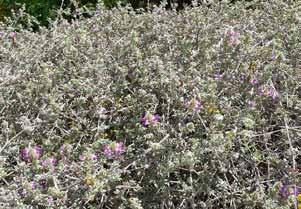 96 Prostrate Indigo Bush Dalea greggii Type: Heraceous, perennial Mature Size: 1 h x 3 w Blooming Season: Spring to Summer Flower Color: Lavender, purple Stan Shes (1) Low