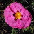 The Orchid Rock Rose looms for 2 to 3 months in the summer with a profusion of papery looms that resemle wild rose lossoms. Each flower lasts only a day and the petals will carpet the ground eneath.