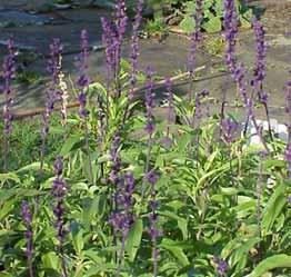 Mealy Cup Sage is native to Texas and New Mountain States Wholesale Nursery, used with permission Mexico.