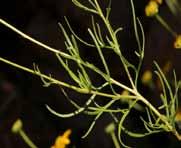 Leaf Golden Eye is a round top shru that is native to the Trans-Pecos and Rio Grande Plains. It has dark green leaves that are linear. Yellow daisy-like flowers loom on the ends of leafless stalks.