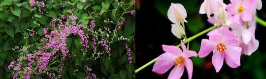 Additional Plants Coral Vine Antigonon leptopus Type: Vine, perennial Mature Size: 30 h - 40 w Blooming Season: Midsummer-Fall Flower Color: Rose pink, white Full Sun Medium The Coral Vine is an