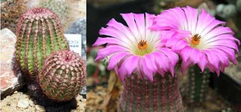 Additional Plants Rainow Cactus Echinocereus rigidissimus v.
