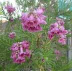 Desert Willow 3 Chilopsis linearis Type: Tree, deciduous Mature Size: 6-30 h x 6-30 w Blooming Season: Late Spring to Early Summer Flower Color: White, urgundy, pink