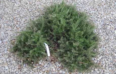 Kenpei (1) ROSEMARY 7 Rosmarinus officinalis Prostratus Type: Shru, evergreen or Heraceous evergreen Mature Size: 2-6 h x 3-6 w Blooming Season: Winter to Spring Flower Color: