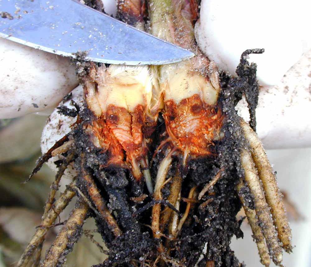 Colletotrichum Crown Rot Colletotrichum crown rot, caused by Colletotrichum gloeosporioides or C. fragariae, is a serious disease in subtropical production regions.