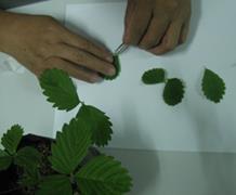 trifoliate leaf of tissue cultured