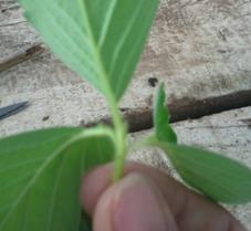 grafted with the same size leaves of