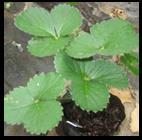 Strawberry plantlets were maintained in the greenhouse until they produced two or more fully expanded leaves.