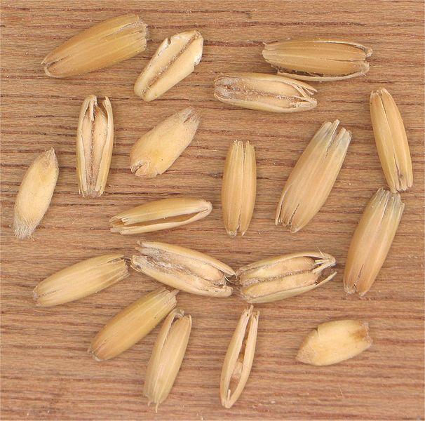 Oats Oats are grown throughout the temperate zones.