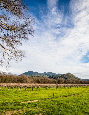 Just off the banks of Clear Lake in the Big Valley AVA, this productive piece of vineyard ground consists of 6+/- acres with 50.65+/- acres of vineyard being offered in three separate, legal, parcels.