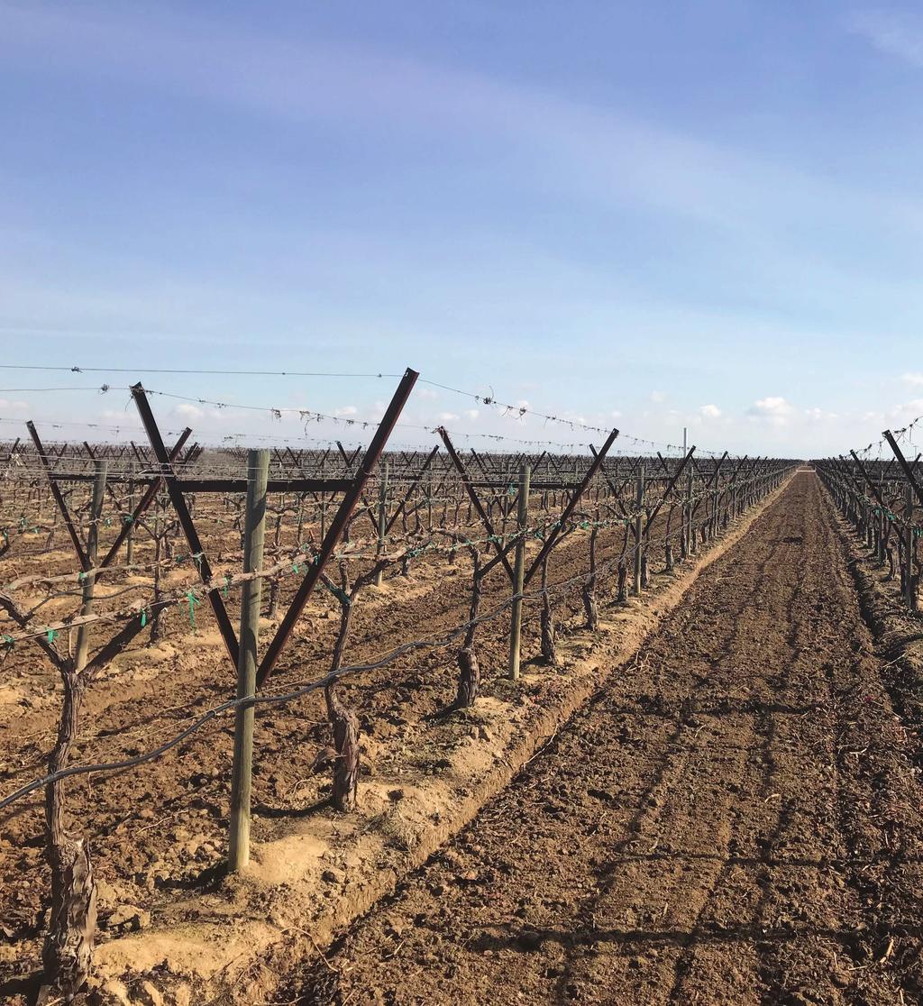 VINEYARD AND OPEN LAND FOR SALE WALLACE ROAD KERN COUNTY CA PROPERTY HIGHLIGHTS Southern San Joaquin Municpal Utility District Deep well Existing table grape and wine grape vineyard Additional open