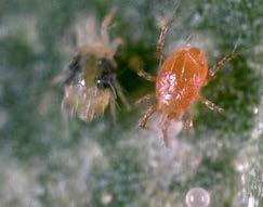 Mites Two main groups attack
