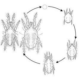 Mite biology also influences pest status Adult Egg Larva Deutonymph