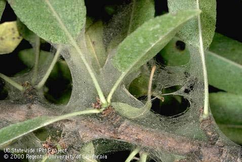 Spider mite detection Because of their small size(~0.