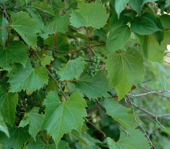 Vitis riparia There are reports of isolated populations in