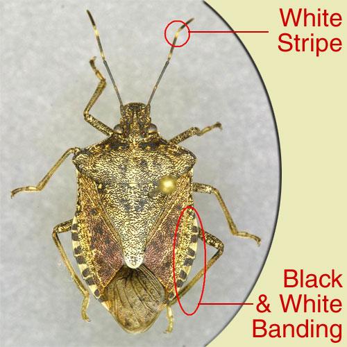 Brown Marmorated Stink Bug Established about everywhere in