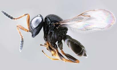 An egg parasitoid Trissolcus japonicas has been discovered in WA.